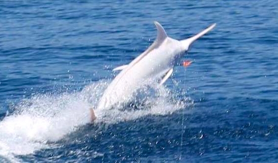 Image: Mick Fletoridis